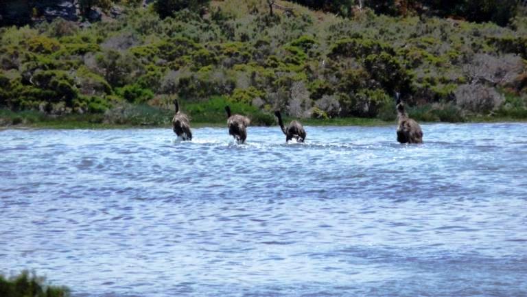 Emus fl&uuml;chten durch die Yangie Bay